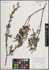Foto von Salix eleagnos Scop.